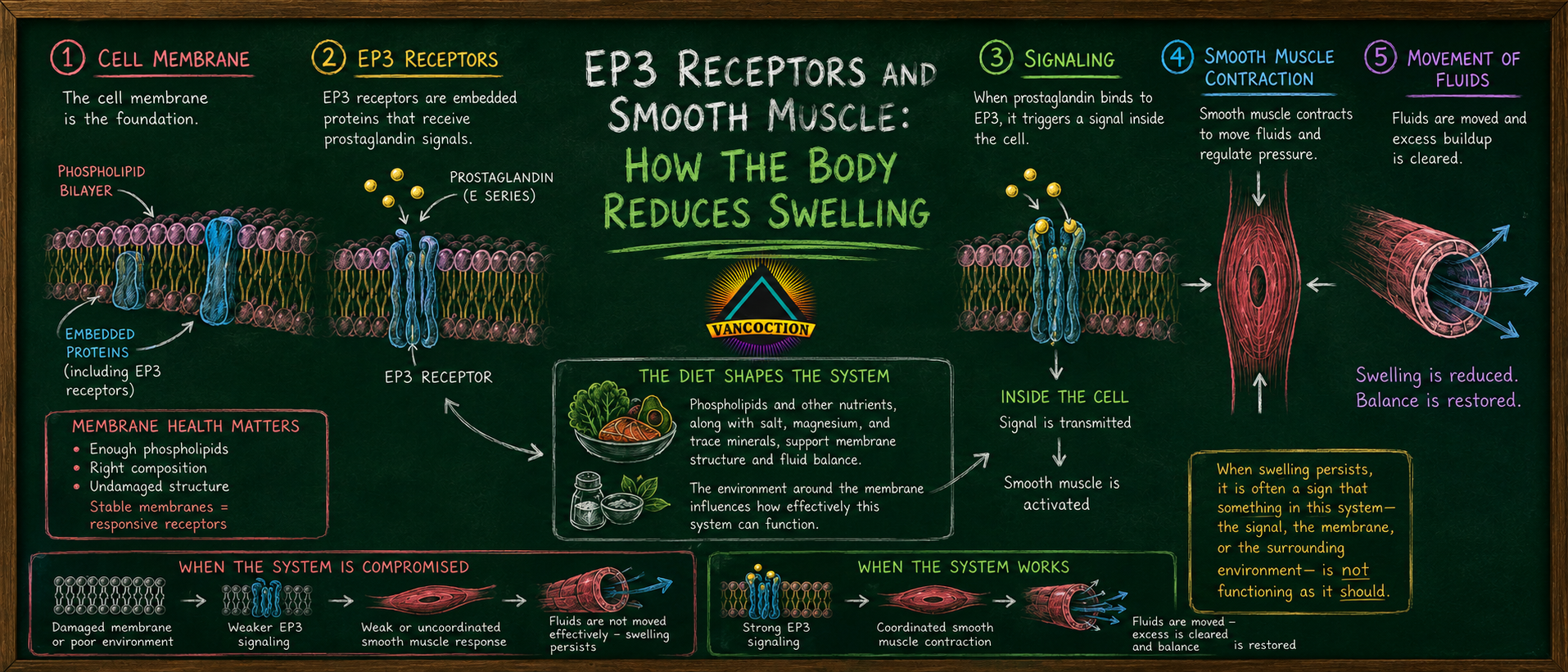 EP3 Receptors and Smooth Muscle: How the Body Reduces Swelling