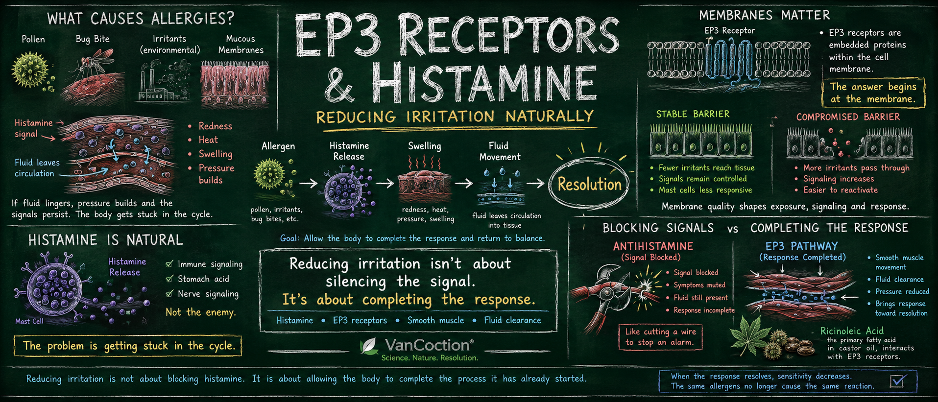 EP3 Receptors and Histamine: Reducing Irritation Naturally