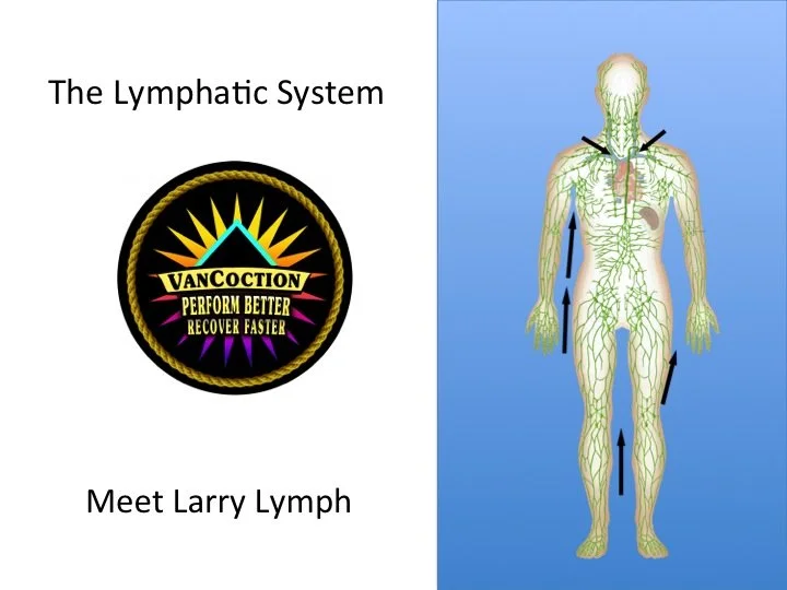 The Lymphatic System