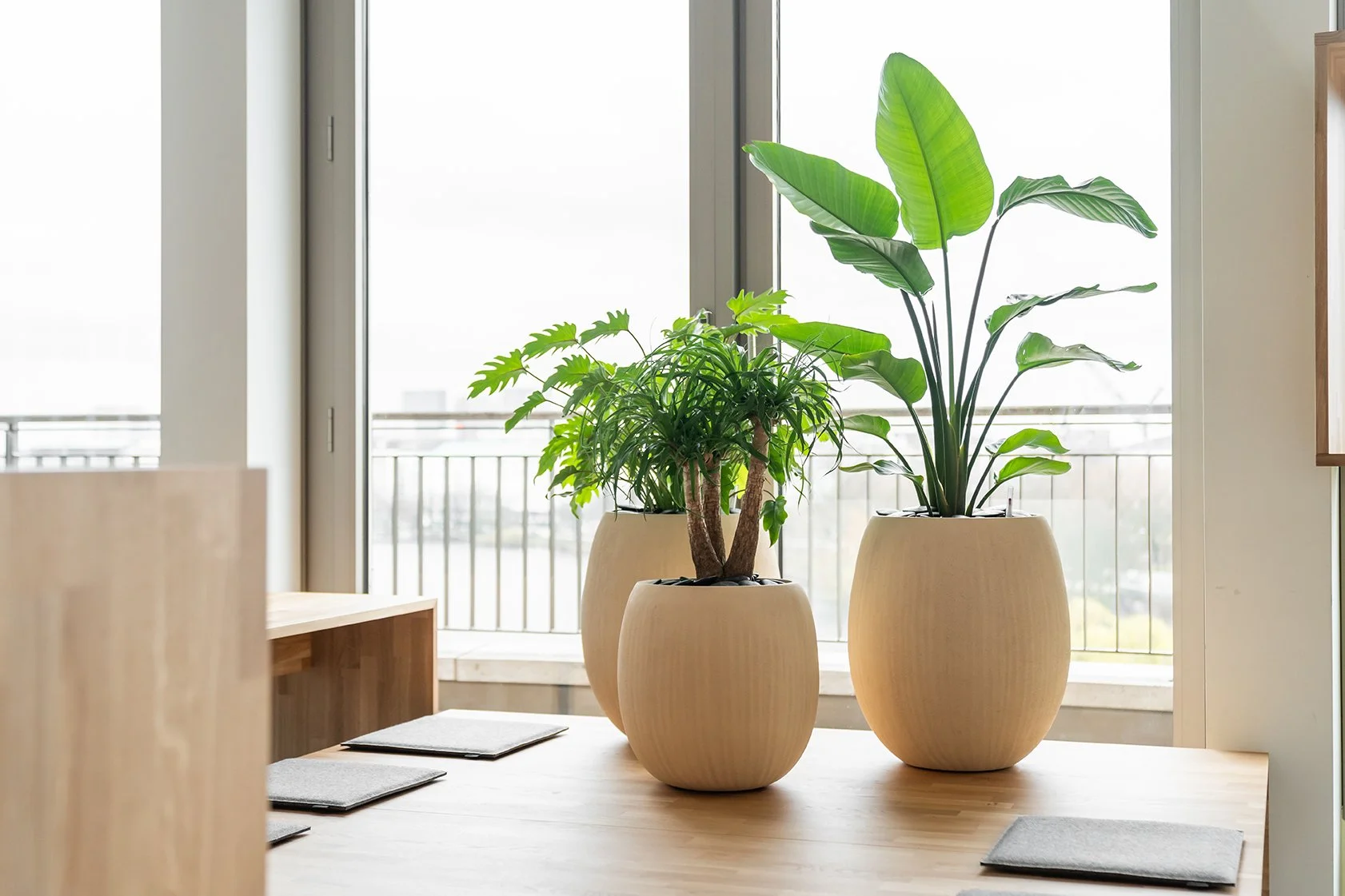 Dentsu Office: Blick auf einen Tisch mit drei Pflanzen. Hintergrund: unscharfer Fensterblick.