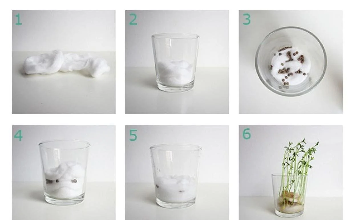 Actividades para niños, plantar legumbres