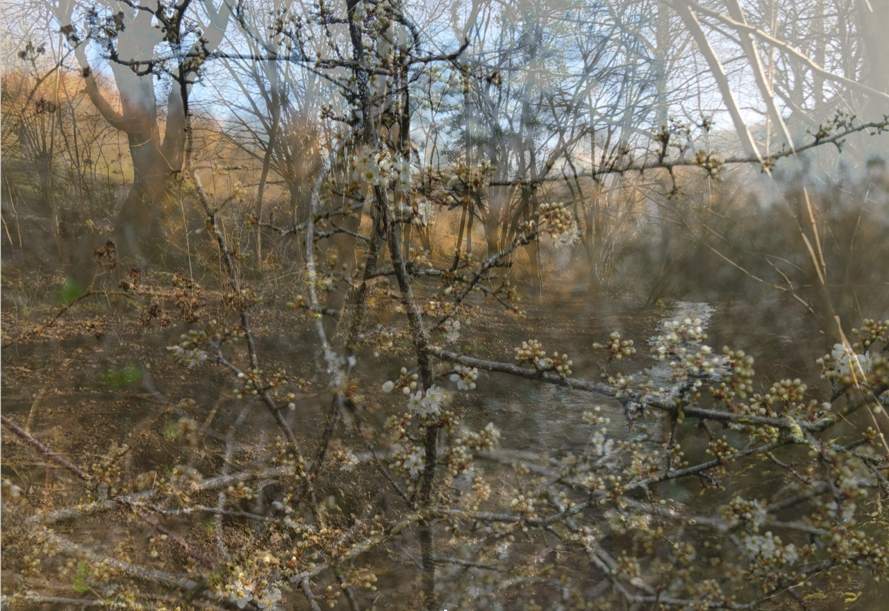 A Sense of Place - Rachel McDonnell inspiration.png