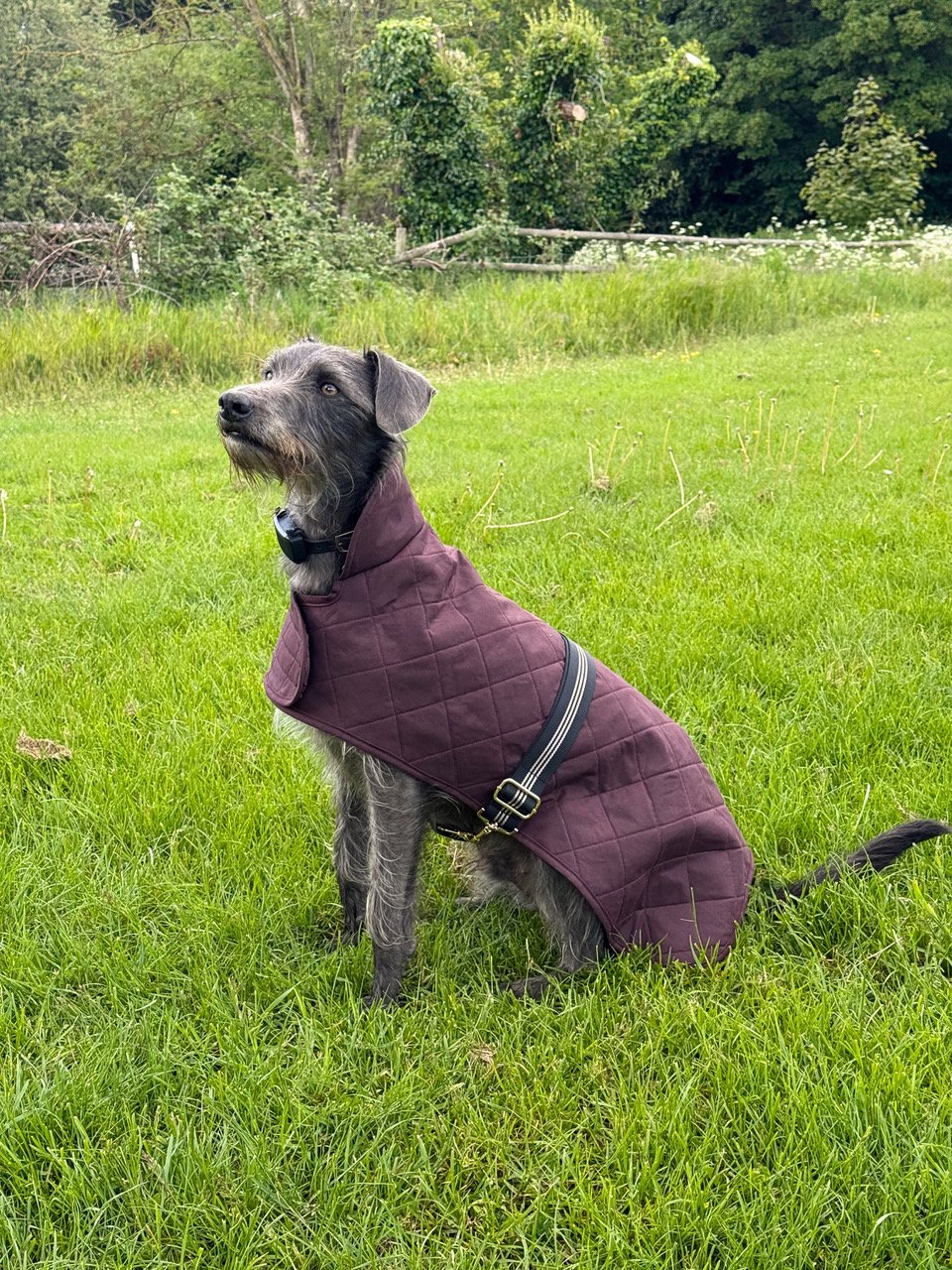 dog coat.jpeg