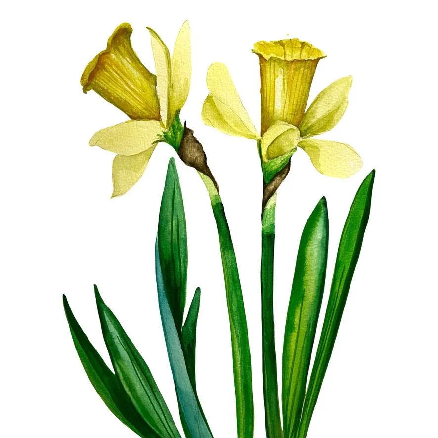 DAFFODILS Watercolour Prerecorded Class (teens/adults) 105mins