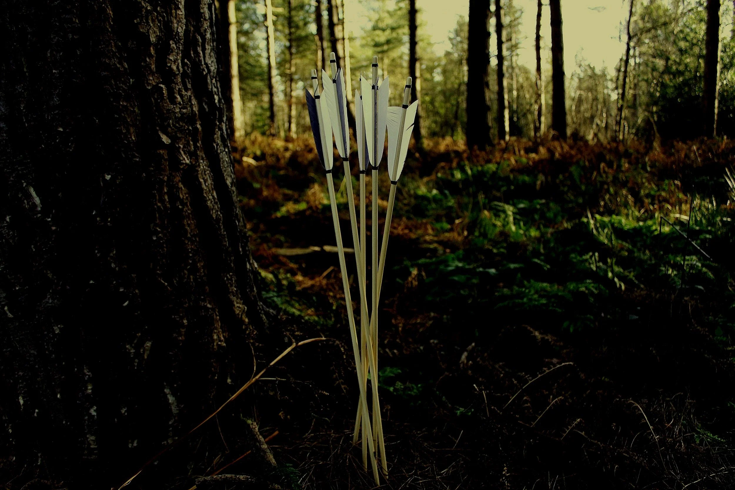 A bundle of white arrows with black tips leans against the trunk of a tree in a dense forest during daytime.
