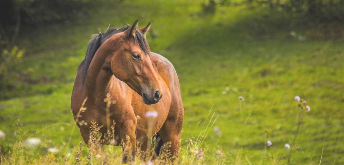 horses-eating-along-a-river.jpg