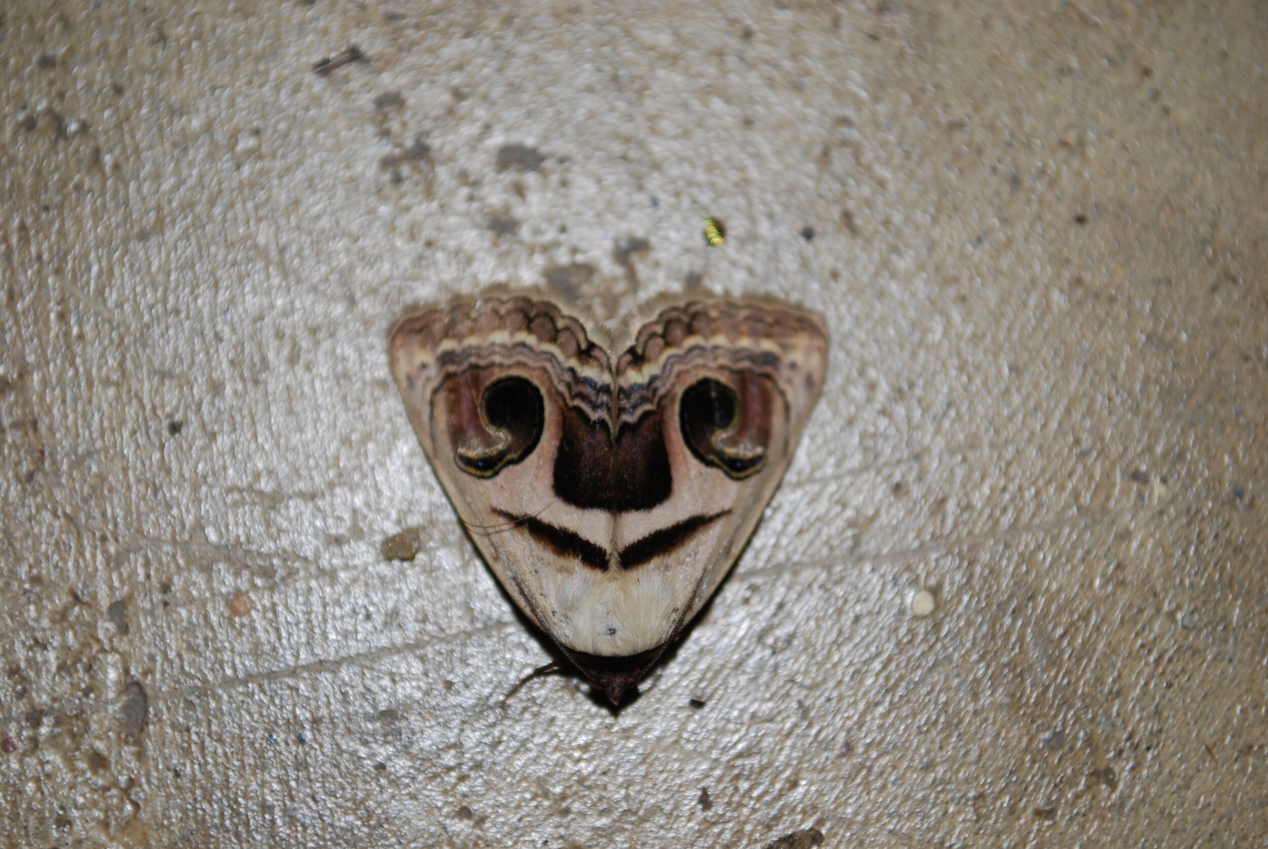 Smiley Moth Kisampa.jpeg