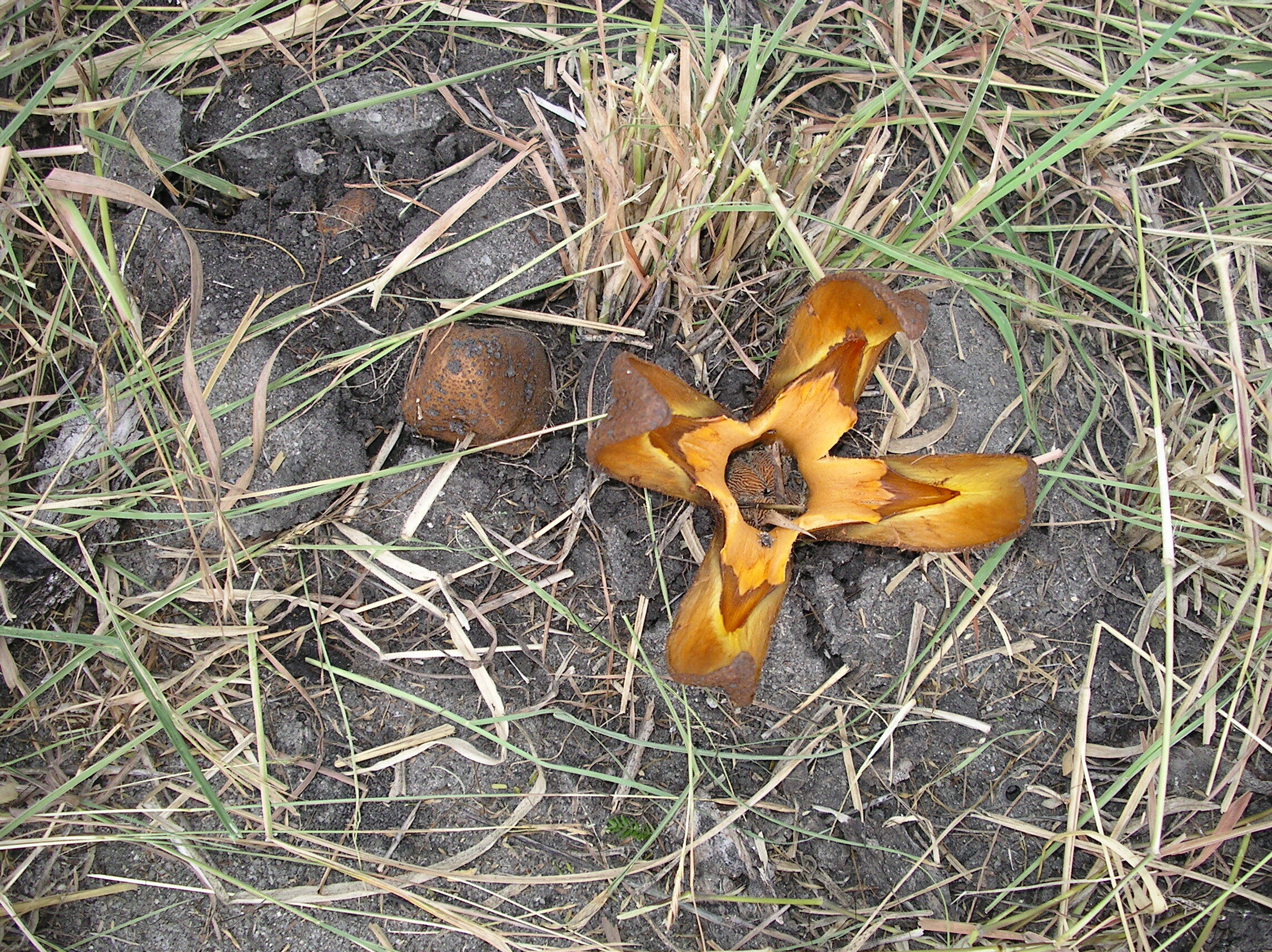 48-Fungus flower and buds June 04.jpeg