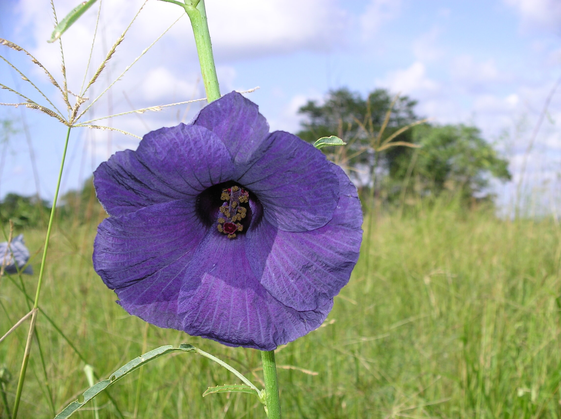 19-Flower, Little Serengeti June 04.jpeg