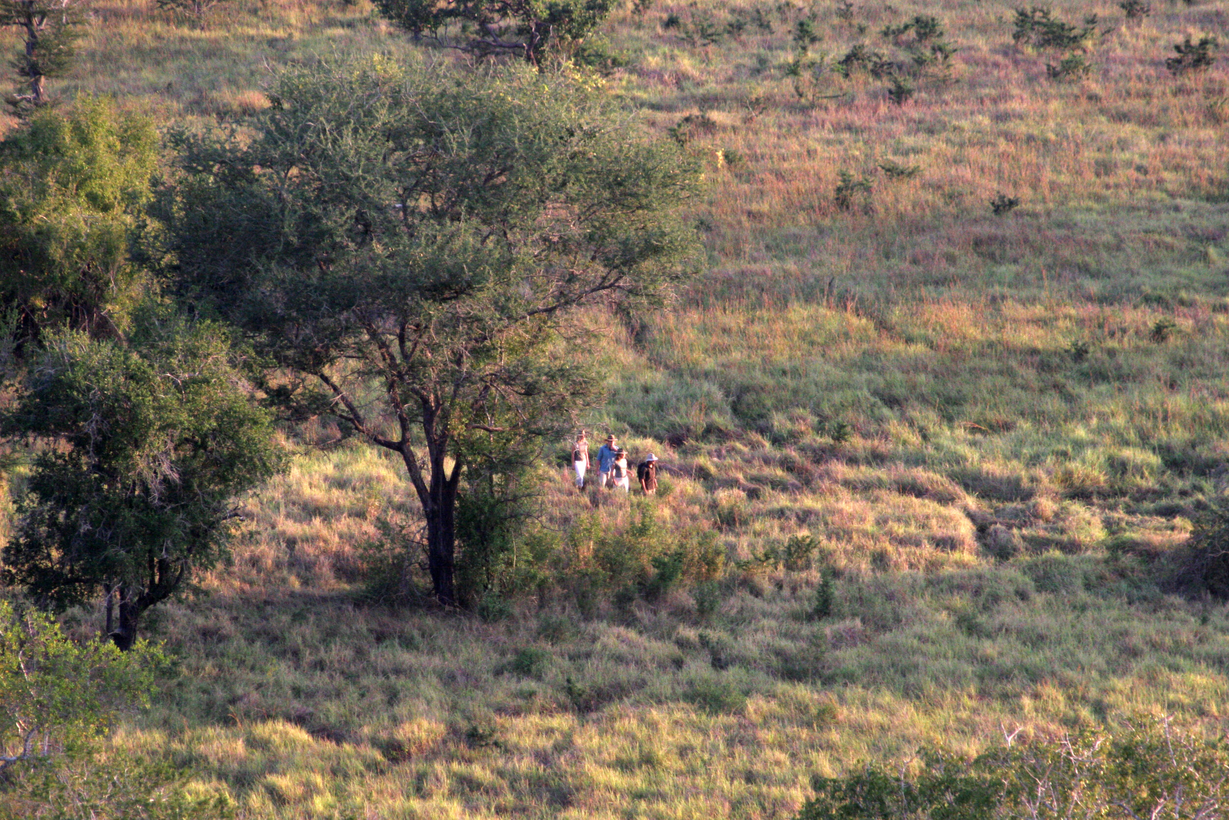 Bush walk distant - Copy.JPG