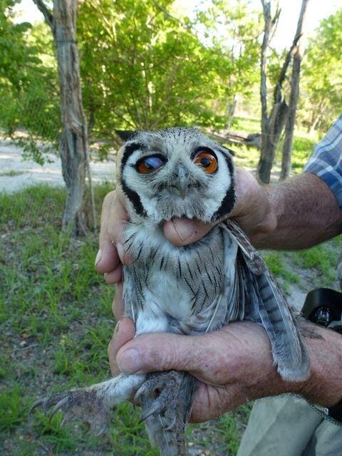  White-faced Scops-Owl. 