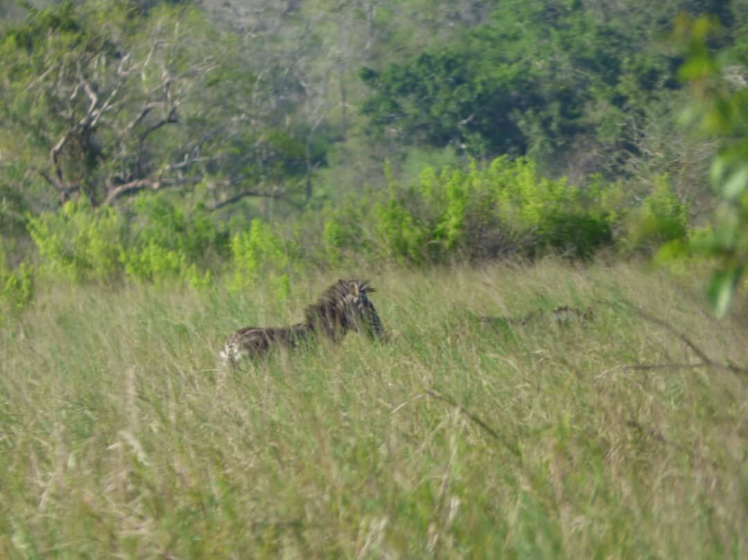  One of the first sightings of zebra on Kisampa. 