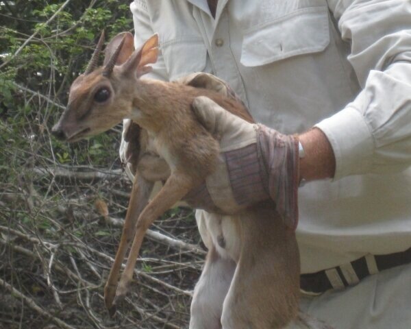  Suni rescued from snare. 