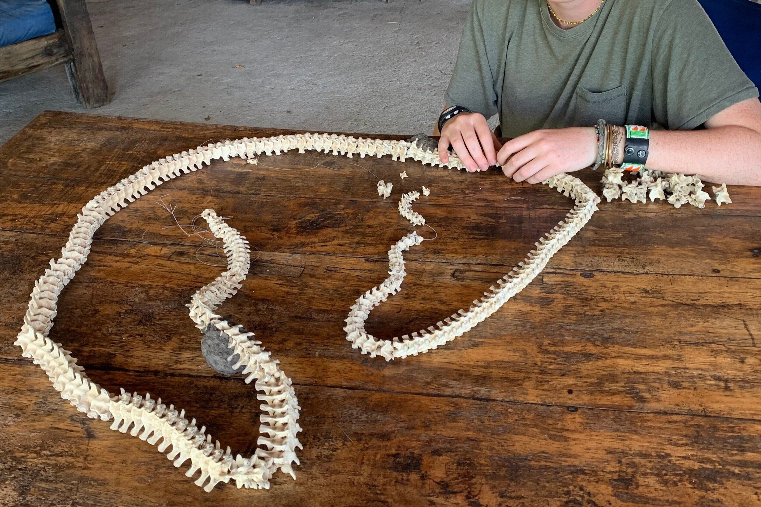  An attempt at assembling the vertebrae of a python skeleton. 