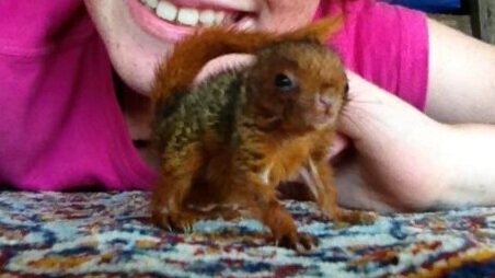  Orphaned Reb-bellied Coast Squirrel.  
