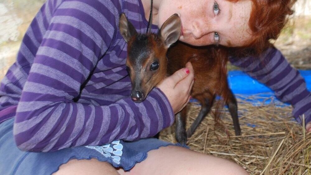  Orphaned Red Duiker, later named Lucky. Successfully rehabilitated into the wild. 
