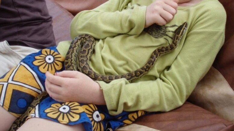  Baby python. 