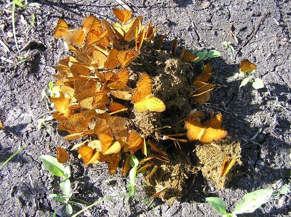 107Butterflies enjoy elephant poo.jpeg