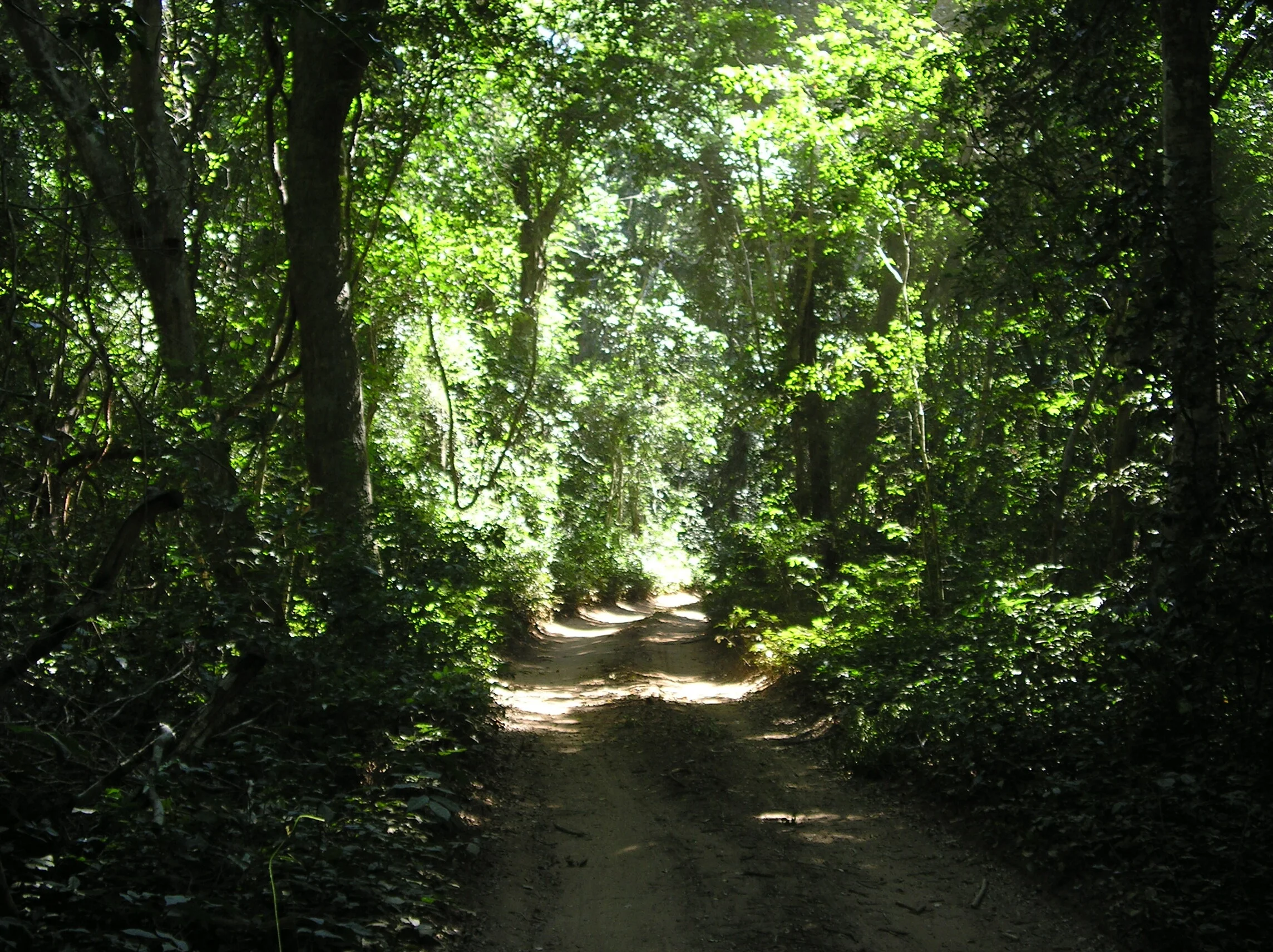 23-Zaraninge Forest June 04.jpeg