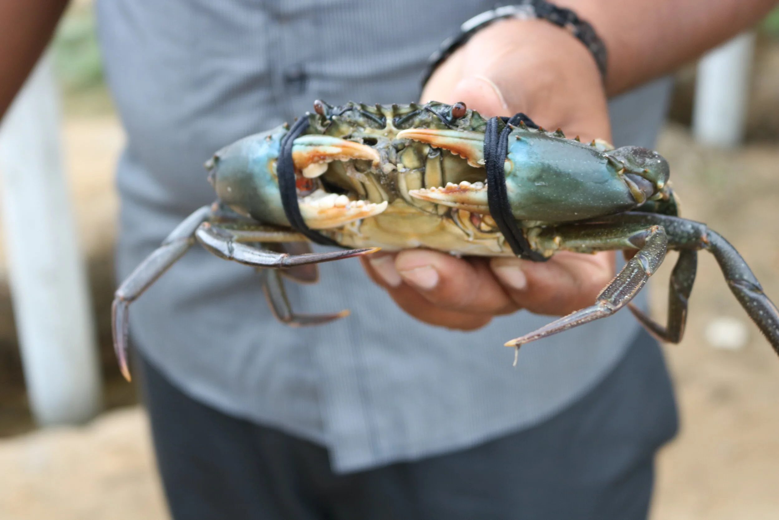 Lahiru, a teacher and part-time crab fisherman  from Wanathawilluwa with his catch for the day