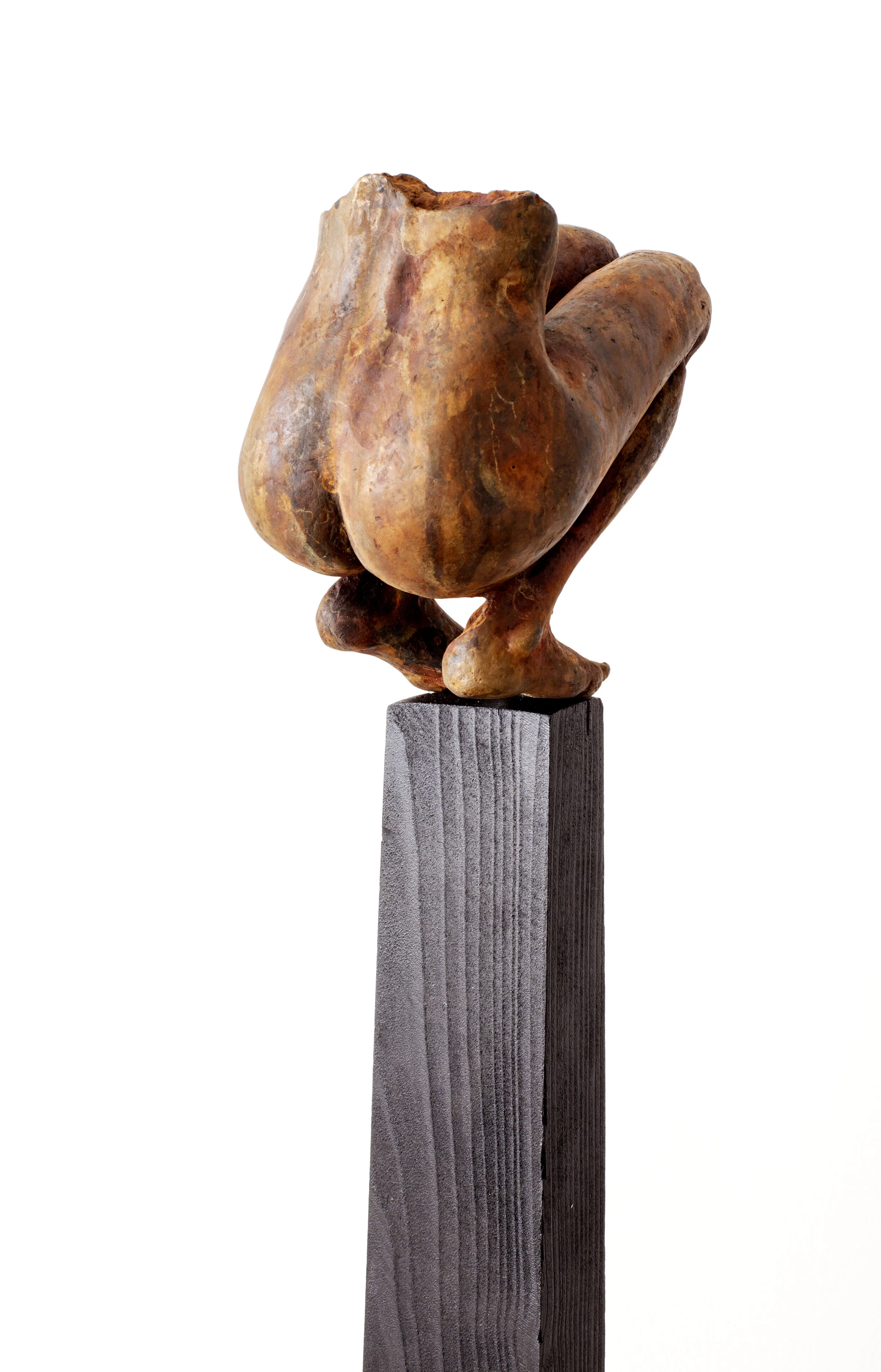 Non omnis moriar  (I will never die completely) 