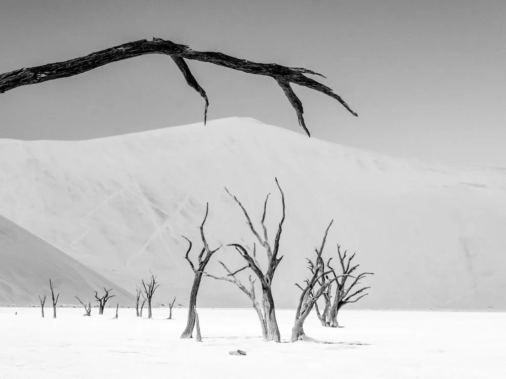 Indomada-studio-fotografia-naturaleza-wildlife-diseño-editorial-vida-libro-blanco-negro-desierto.jpg