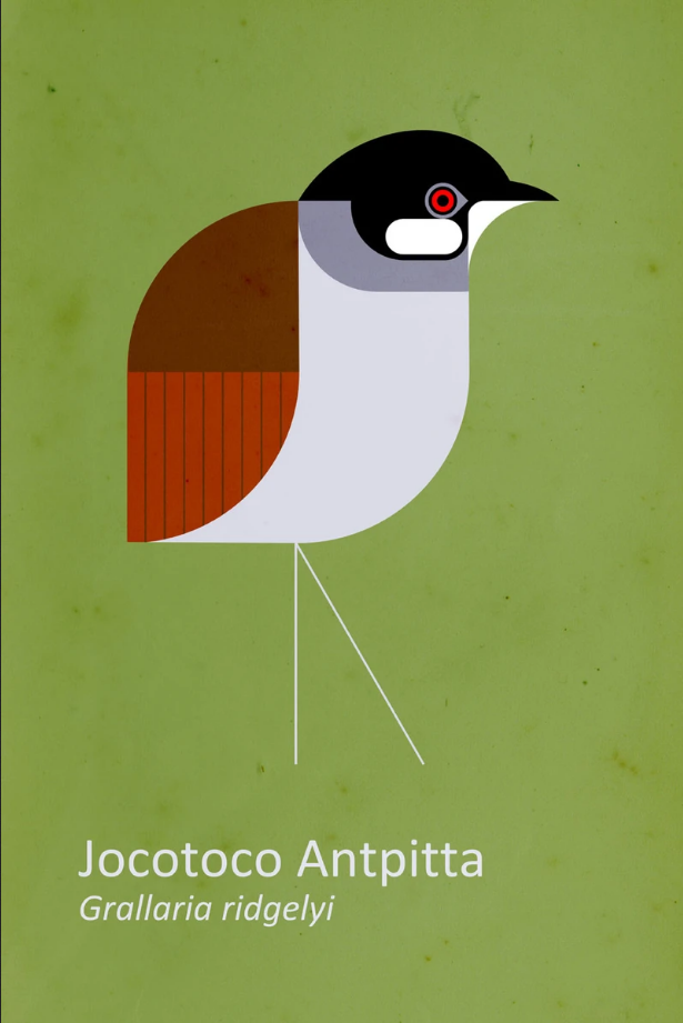 indomada-guarida-guide-birdsong-south-america-illustracion-jocotoco.png