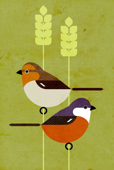 indomada-guarida-guide-birdsong-south-america-illustracion-marsh-seed-eater.jpg
