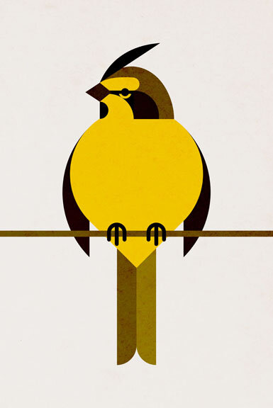 indomada-guarida-guide-birdsong-south-america-illustracion-yellow-cardinal.jpg