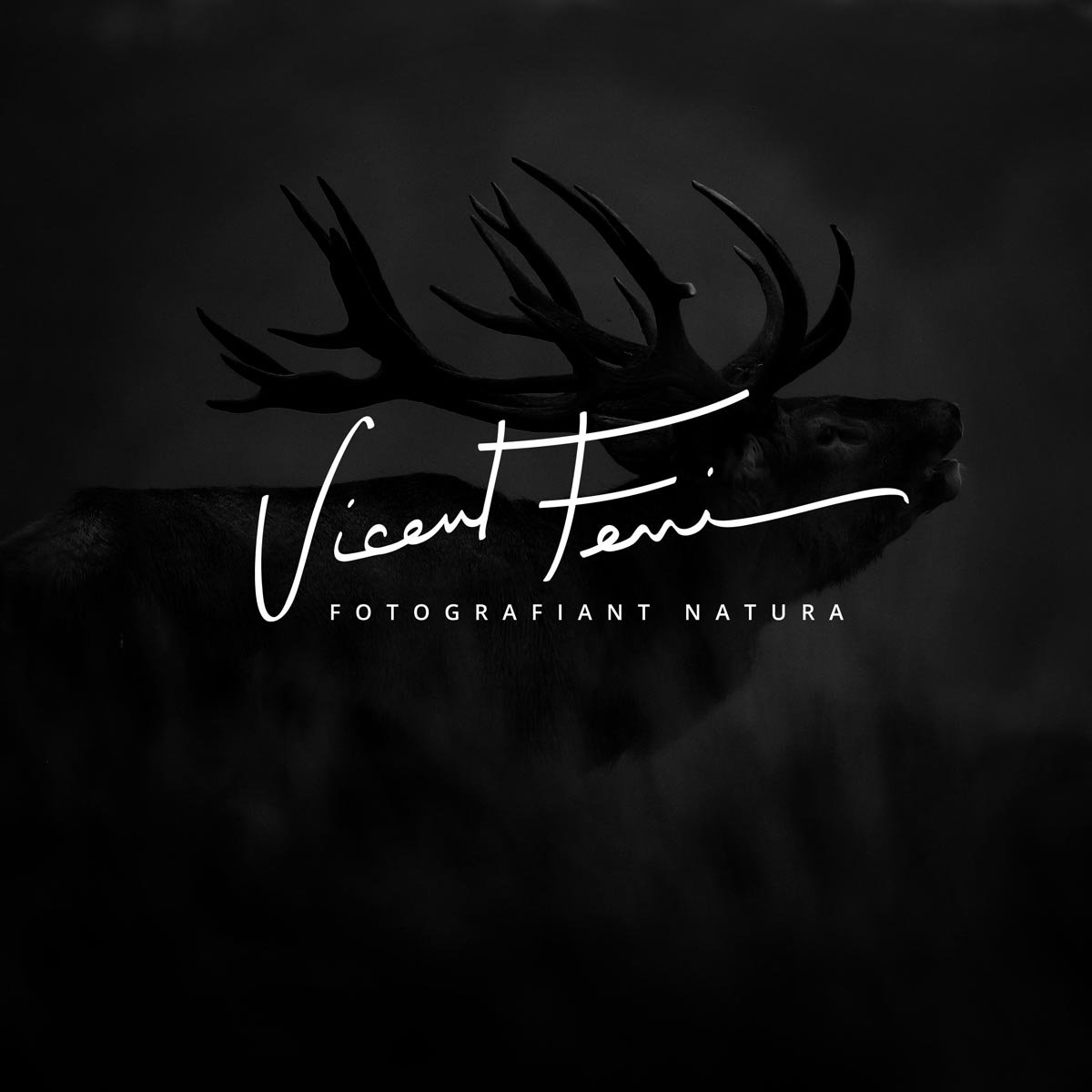Indomada-studio-fotografia-naturaleza-wildlife-diseño-logo-firma-vicent-ferri.jpg