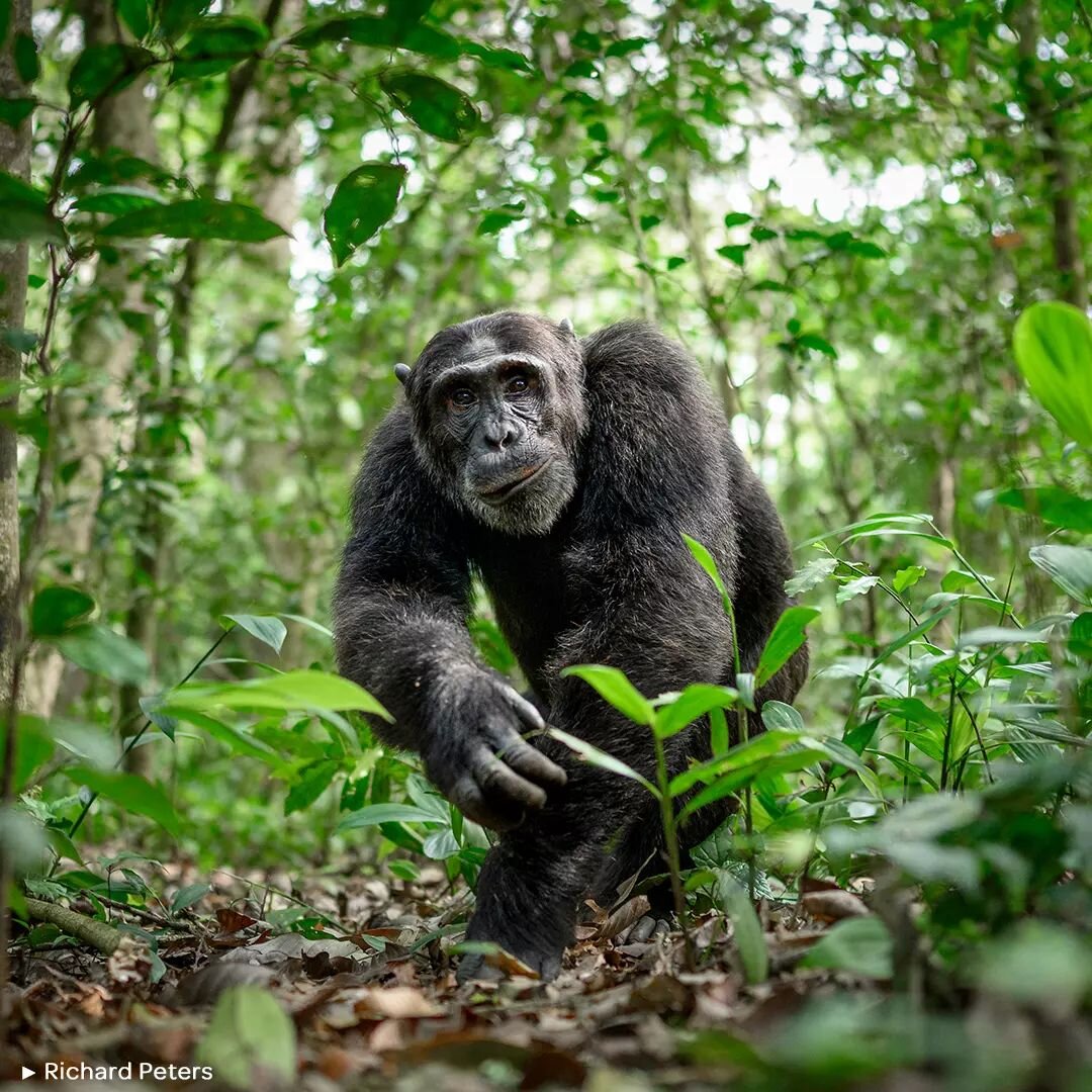 🍃 JUNGLE KING
.
🗨️ &quot;Nos encontramos con un solitario chimpanc&eacute; oriental (Pan troglodytes schweinfurthii) en el bosque, sentado de espaldas a nosotros. Todos se movieron hacia el otro lado para tratar de obtener una mejor vista de su ros