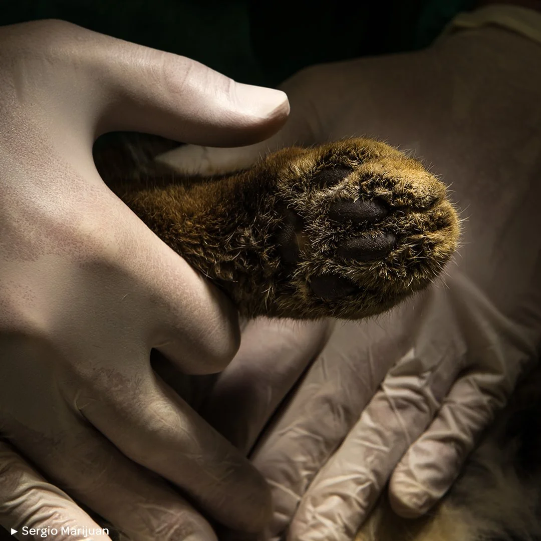 💪 EL LINCE IBÉRICO REGRESA DEL BORDE DE LA EXTINCIÓN
.
🗨️ “A principios de siglo, en el 2003, se realizó un censo para conocer el estado real del lince ibérico. El resultado no hizo otra cosa que impulsar el m&aacu