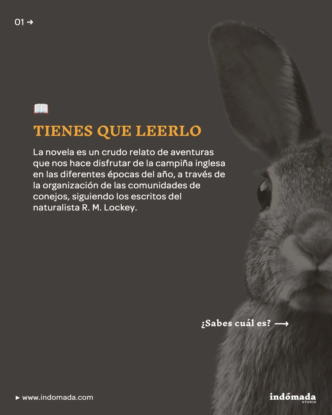 📚 No es una fábula ni mucho menos: es la naturaleza más salvaje, cruda y hermosa. Es una epopeya entre madrigueras. Es un viaje que no olvidarás.
.
🐇 “La colina de Watership” es una poderosa metáfora sobre la