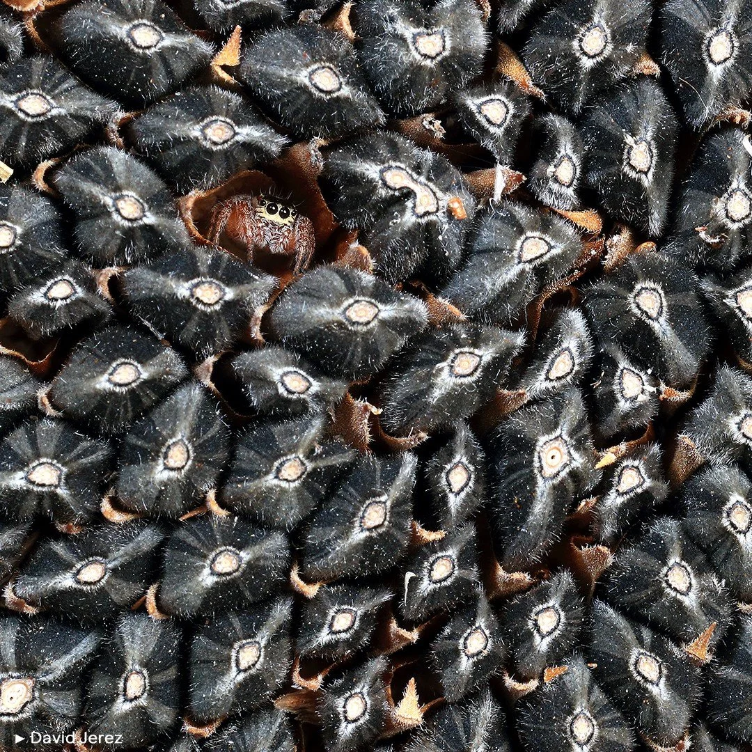 🕷️ ARAÑA SALTARINA
.
🌻 “La escena se presentaba con una trama repetitiva de pipas de girasol, donde el patrón solo lo rompía mi pequeña araña saltarina.
.
🏢 Pero la parte más poderosa era la analog&i