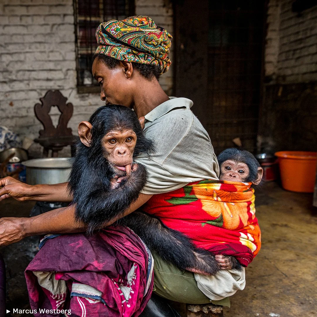 🌟 SANTUARIO
.
🐒 “Dos chimpancés, huérfanos a causa del comercio ilegal de animales salvajes, con su cuidadora en el Santuario de Primates de Lwiro (República Democrática del Congo). 
🍼 Se les proporciona botellas
