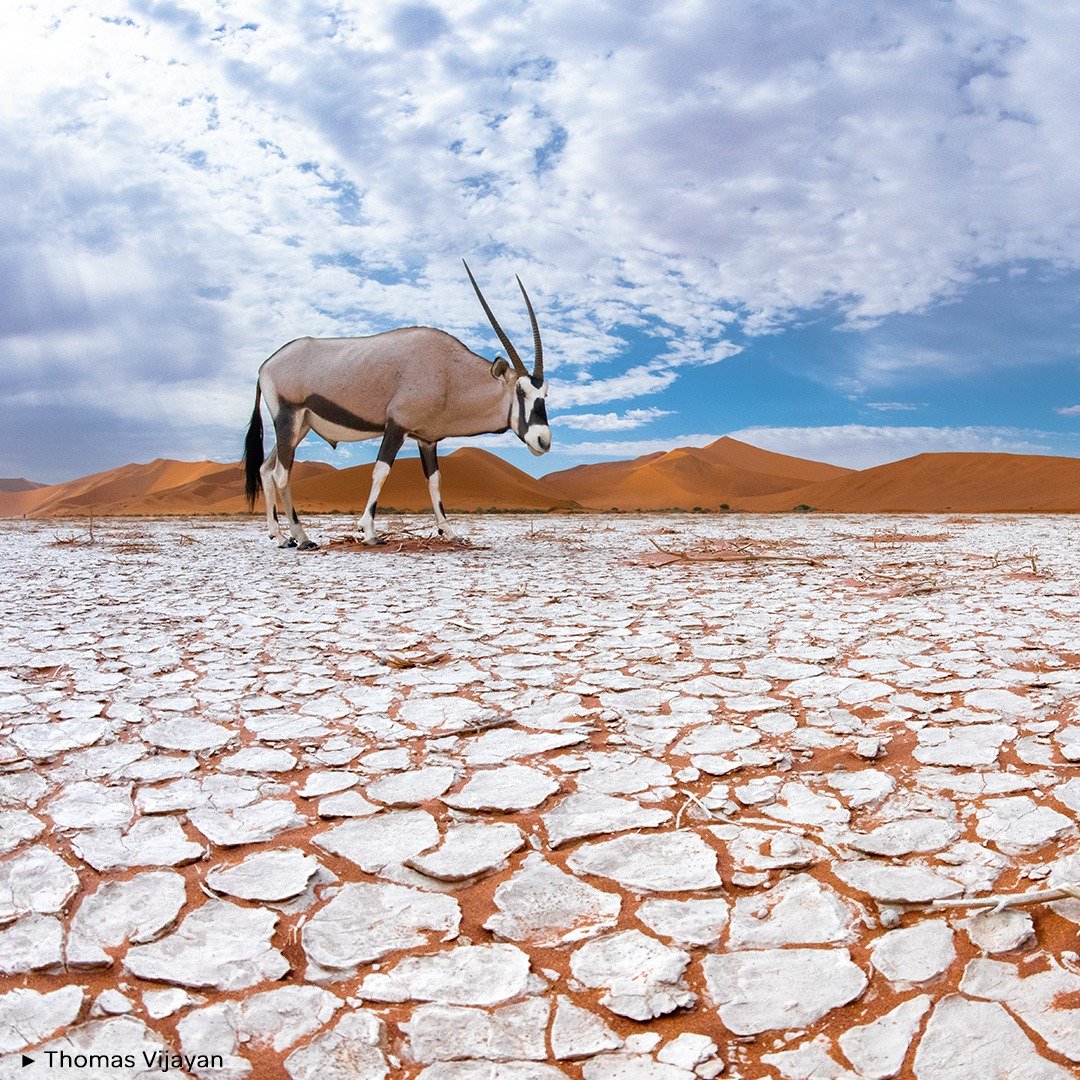 🏜️ THE ORYX ON THE SALT PAN
.
🗨️ &quot;Era mi sue&ntilde;o capturar al oryx de El Cabo (Oryx gazella) en este salar endorreico porque ahora tengo dos cosas &uacute;nicas de Namibia en un solo encuadre. Lo fotografi&eacute; con un objetivo super gra