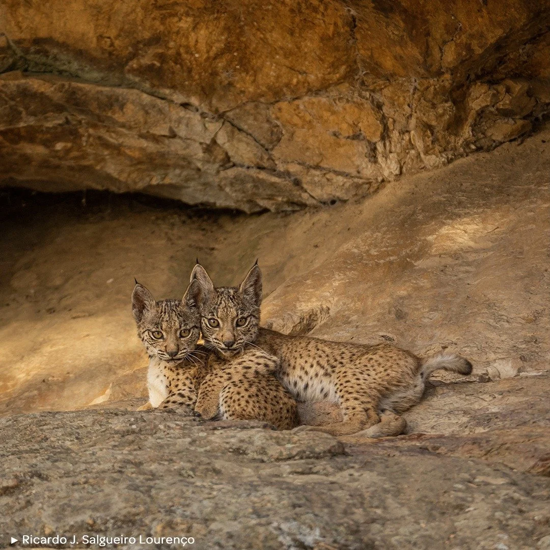 👻 LYNX PARDINUS - THE QUEST FOR A GHOST
.
🗨️ &quot;En agosto de 2019 estaba en Do&ntilde;ana (Andaluc&iacute;a), en uno de los territorios m&aacute;s ic&oacute;nicos del lince ib&eacute;rico. Era el quinto d&iacute;a intentando vislumbrar al astuto