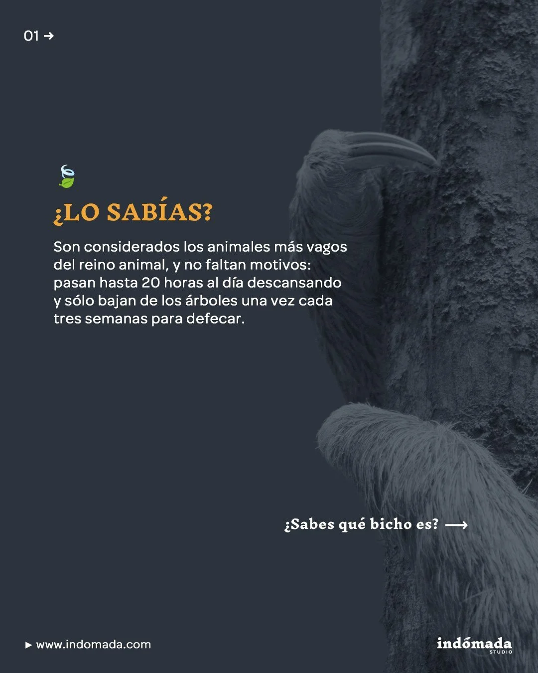🌿 El perezoso de dos dedos descansa hasta 20 horas al d&iacute;a y solo baja de los &aacute;rboles cada tres semanas para defecar. &iquest;Pereza? No. Es eficiencia biol&oacute;gica en un entorno lleno de depredadores. Cada movimiento est&aacute; me