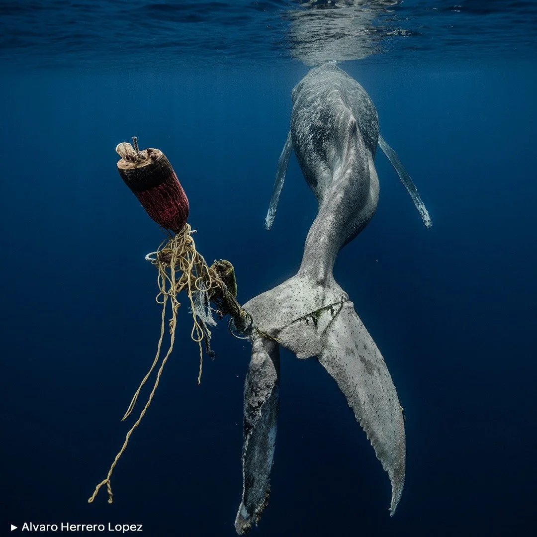 ⚓ SIN ESPERANZA

.

🗨️ &quot;Una yubarta o ballena jorobada (Megaptera novaeangliae) con una l&iacute;nea enganchada a la cola, la cual la ha destrozado e inutilizado por completo, agoniza hasta la muerte. Una fotograf&iacute;a y un momento muy dif&