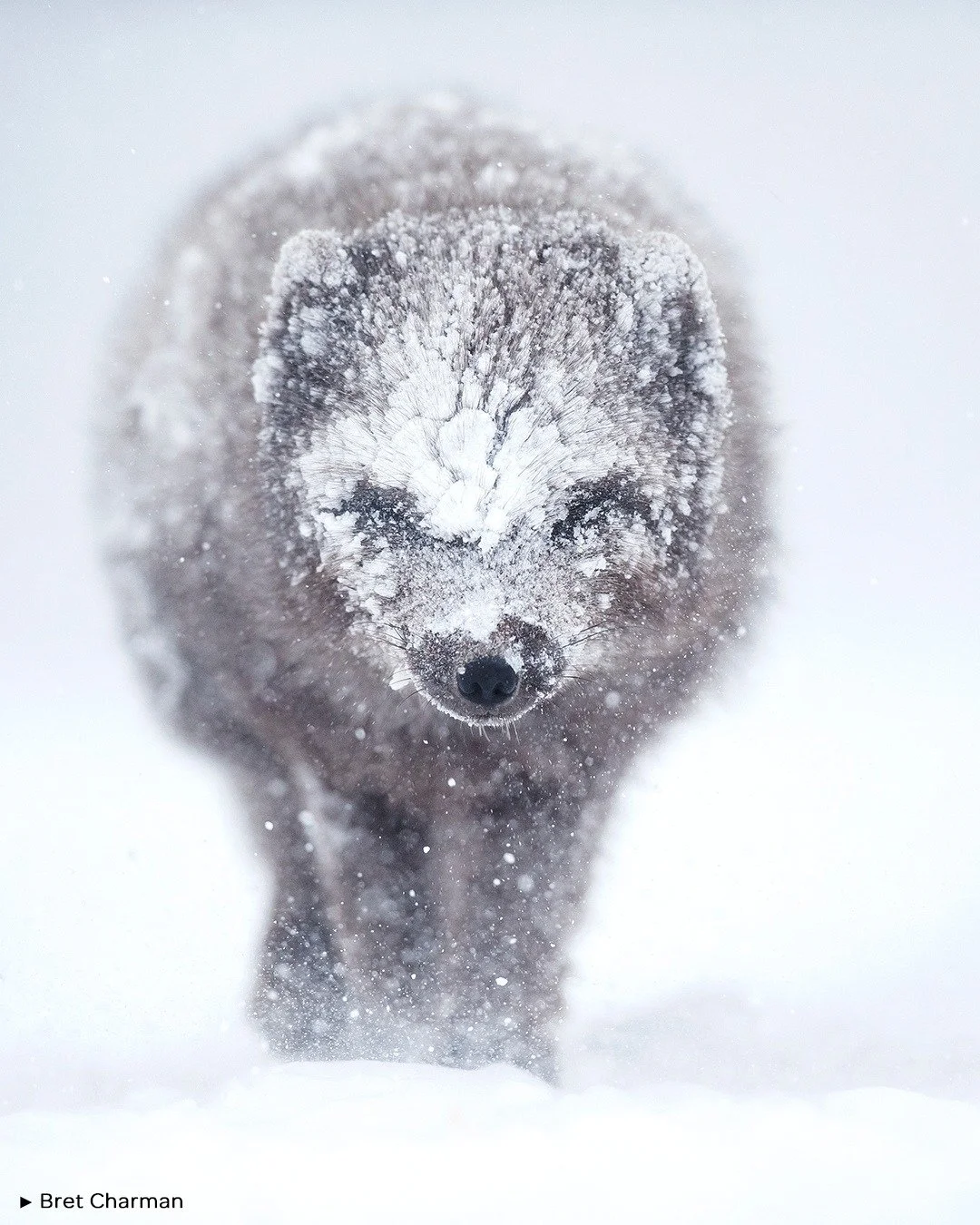 🥶 DEEP FREEZE
.
🗨️ " Un zorro &aacute;rtico morfo azul (Vulpes lagopus fuliginosus) se abri&oacute; paso entre la ventisca, en las colinas nevadas de la Reserva Natural de Hornstrandir. Apenas sin poder abrir los ojos, el zorro se dirigi&oacut
