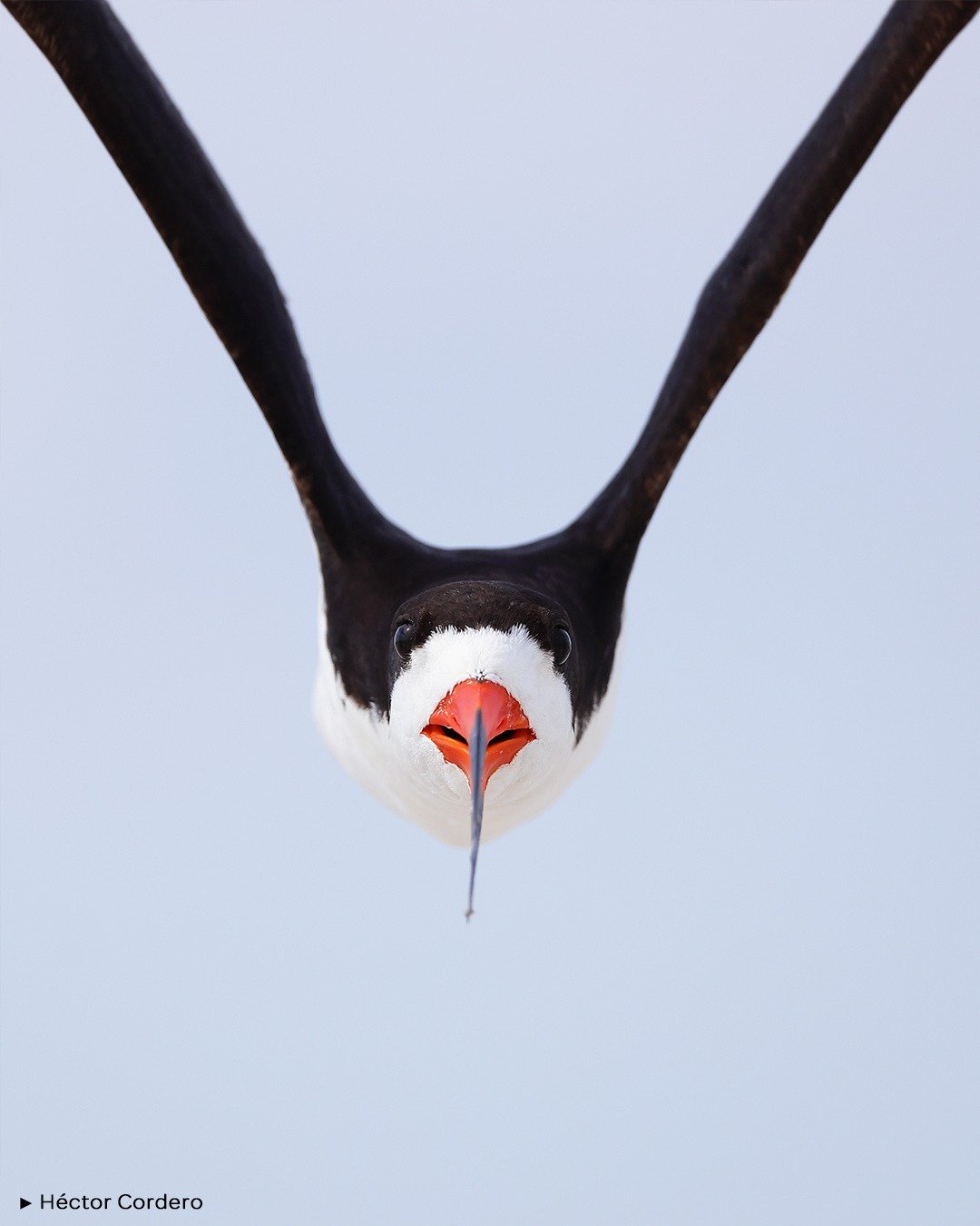 ⚔️ V DE VENDETTA
.
🗨️ " El rayador americano o pico tijera (Rynchops niger) es un ave marina muy curiosa y poco conocida. Se caracteriza por realizar vuelos r&aacute;pidos a ras del agua para coger peces. Este individuo vino directamente hacia 