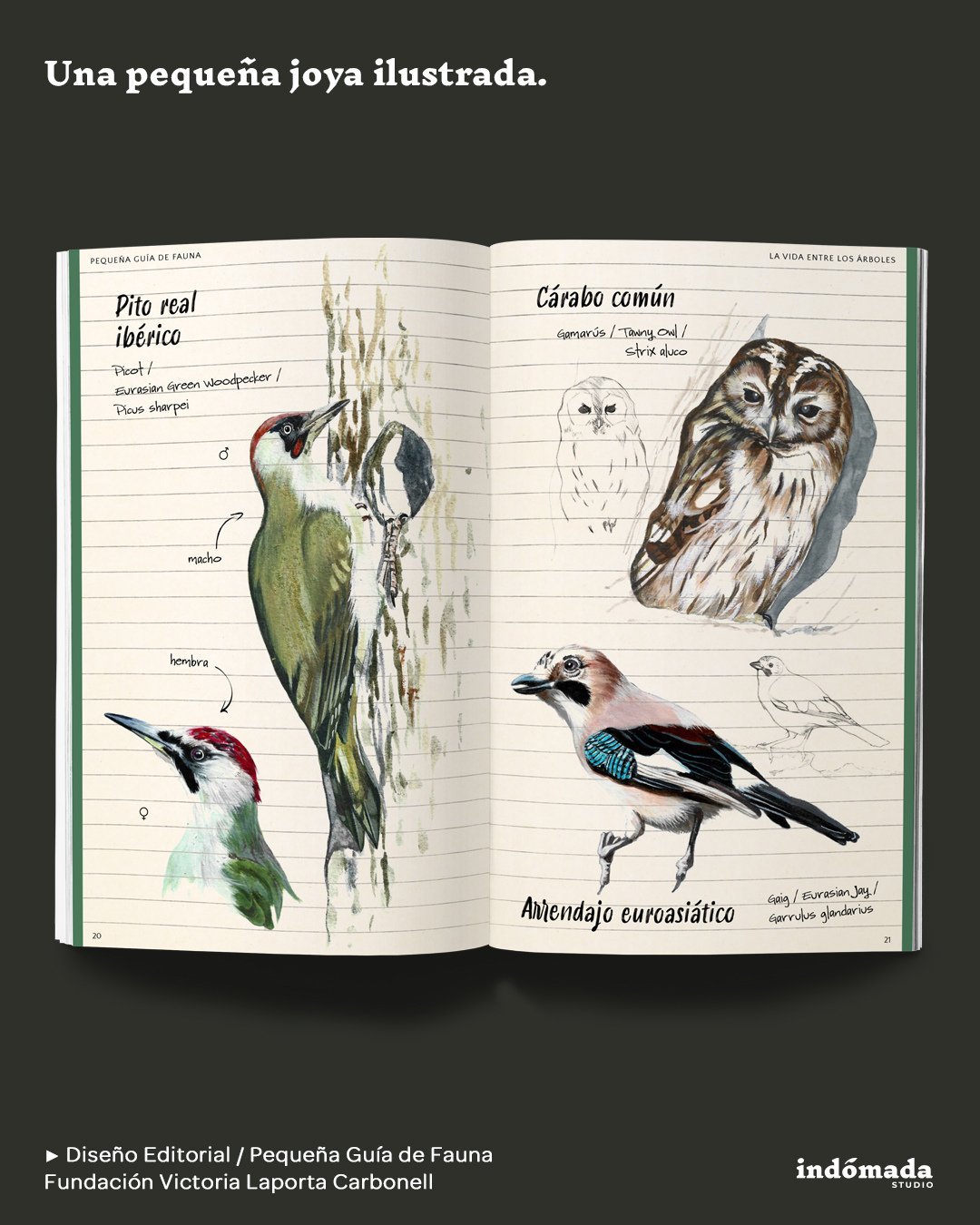 ✍️ Dise&ntilde;o y maquetaci&oacute;n editorial para la Fundaci&oacute;n Victoria Laporta Carbonell.

📘 Libro ilustrado &ldquo;Peque&ntilde;a Gu&iacute;a de Fauna de las 101 especies m&aacute;s comunes de Mariola y Font Roja&rdquo;

✨Dise&ntilde;amo