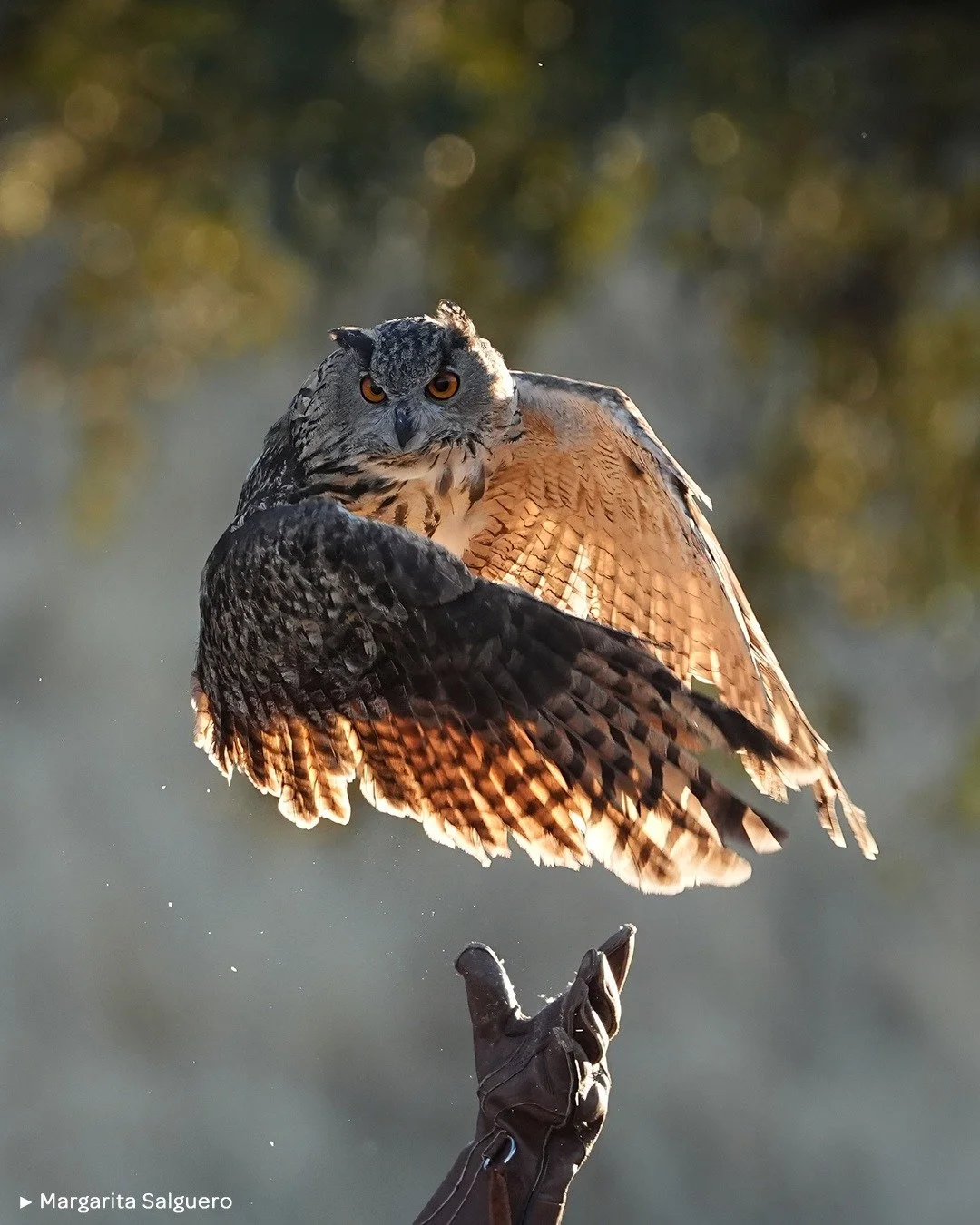 🦉 Un momento &uacute;nico de conexi&oacute;n entre luz, t&eacute;cnica y naturaleza salvaje.

.

🪶El vuelo del b&uacute;ho real, detenido con precisi&oacute;n milim&eacute;trica, es un homenaje visual al poder de la imagen cuando ciencia, paciencia