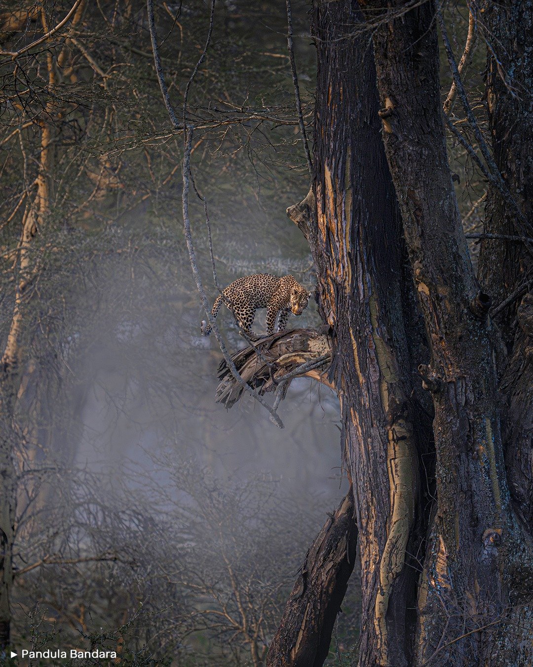 🐱 READY TO JUMP

.

🗨️ " A &uacute;ltima hora de la tarde y con la niebla form&aacute;ndose entre los &aacute;rboles amarillos, el paisaje del parque nacional de Nakuru era realmente sobrecogedor. Con todos esos elementos, ese leopardo (Panthe