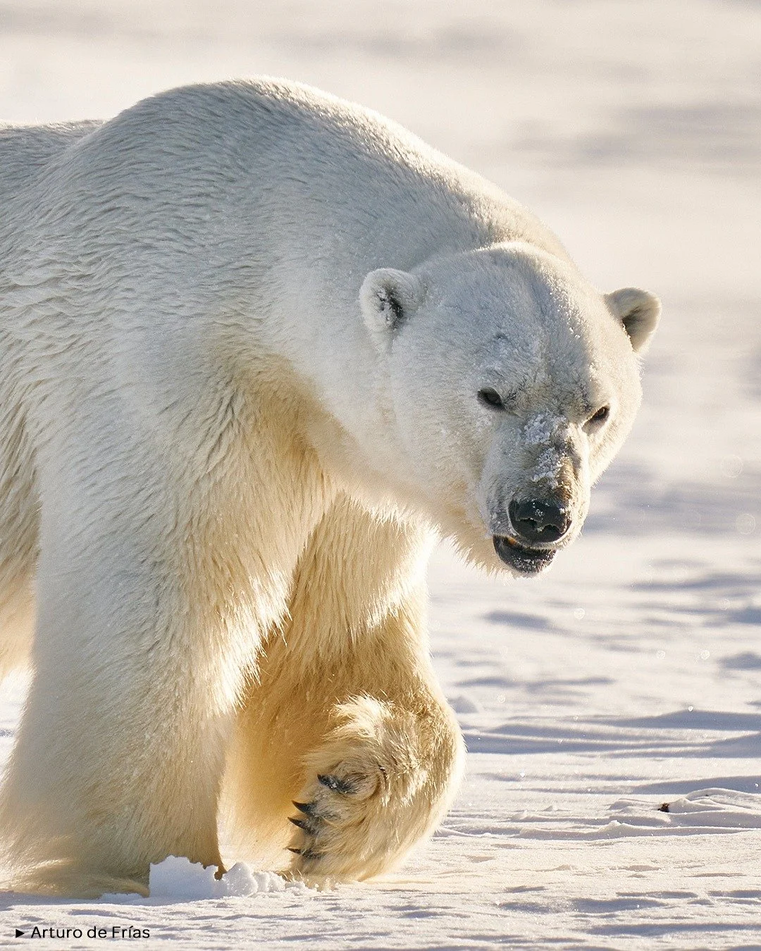 &zwj;❄️ 5H CON MARIO

.

🗨️ " Mario nos dio un aut&eacute;ntico recital. Nos mir&oacute; muchas veces. Se par&oacute; a oler la nieve, e incluso a probarla con la lengua, probablemente para detectar mejor las hormonas femeninas en el rastro. Se