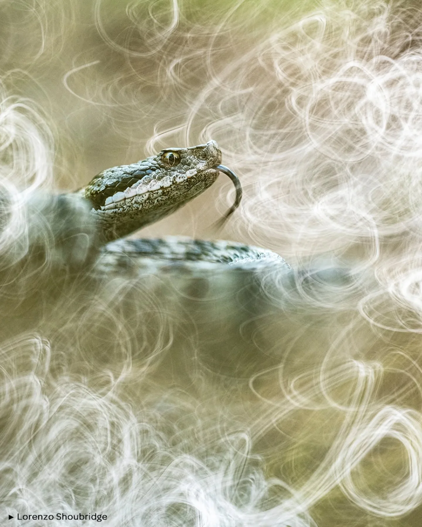 🌳 IN THE FOREST
.
🗨️ " Una v&iacute;bora &aacute;spid (Vipera aspis) yace entre las ramas de la maleza. En el silencio de un bosque sosegado, aparece como el eco de un sue&ntilde;o. La v&iacute;bora, criatura temida e incomprendida, se mueve c