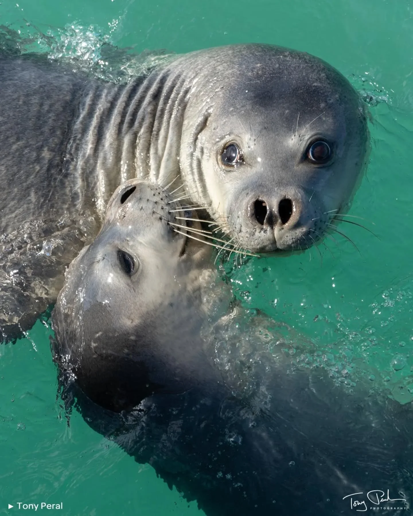 💙 Aunque parezca incre&iacute;ble, hubo un tiempo en que las costas de todo el Mare Nostrum y parte del Oc&eacute;ano Atl&aacute;ntico estuvieron pobladas por uno de los animales m&aacute;s hermosos y entra&ntilde;ables que existen: la foca monje de