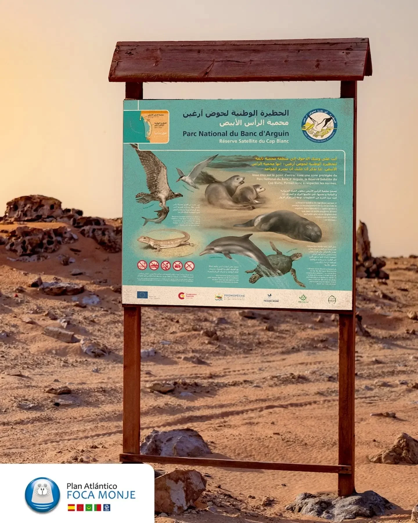 ✍️ Dise&ntilde;os para el Programa de Conservaci&oacute;n de la Foca Monje del Mediterr&aacute;neo, para la fundaci&oacute;n CBD-H&aacute;bitat.

💚 M&aacute;s de 20 a&ntilde;os trabajando para asegurar la supervivencia y recuperar la &uacute;ltima g