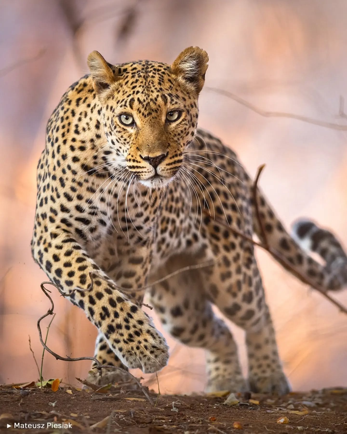 🐱 LEOPARD&rsquo;S GAZE

🗨️ "Esta imagen muestra a un leopardo (Panthera pardus) momentos despu&eacute;s de avistar a dos impalas enzarzados en una pelea. Presintiendo una oportunidad, inicia un acercamiento silencioso y concentrado. La intensi