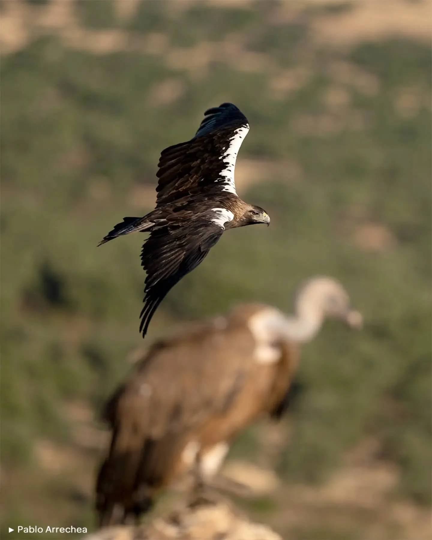 👑 LA IMPERIAL

foto del evento III Sony PRO Conference x Wildlife Photography 2025 en la finca @elmillaron

📷 por Pablo Arrechea @arrecheawild

#audiovisual #design #wildlifephotography #nature #sony